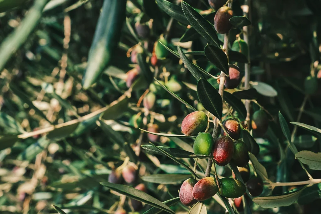 A lush cluster of ripe red, purple, and green argan fruit hangs heavy on a leafy branch.