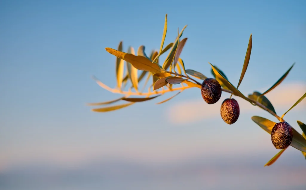 Sunlight catches on the green leaves and young, ripening argan fruit on a branch.