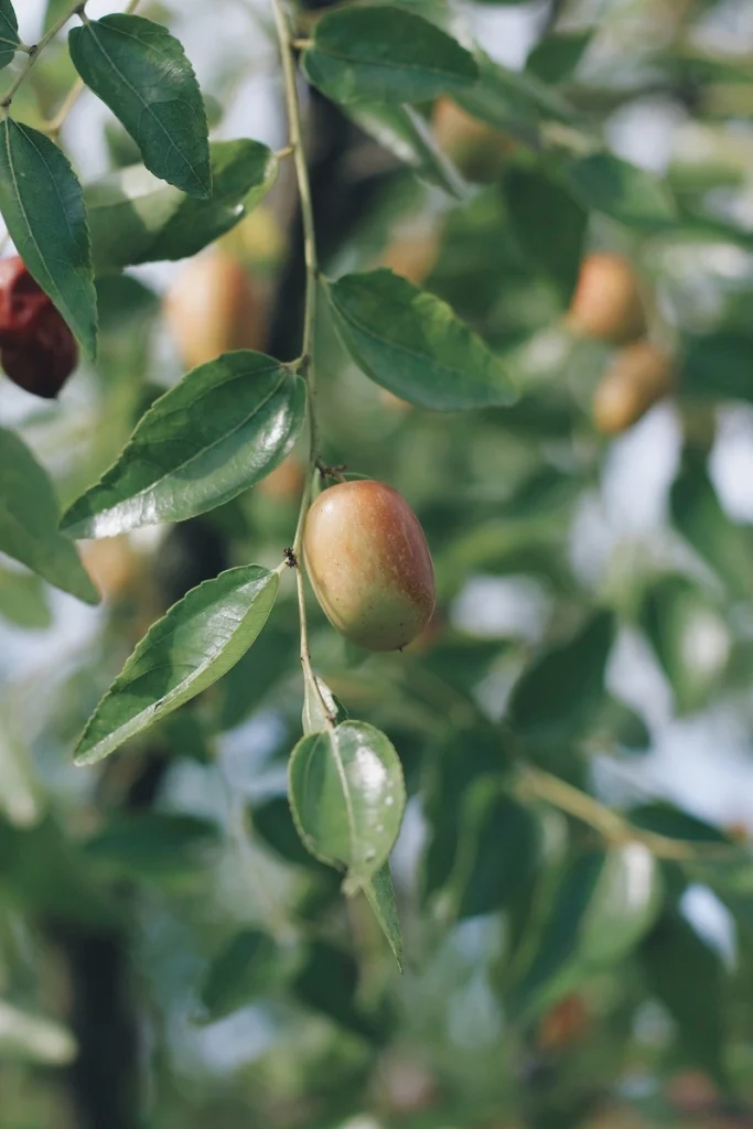A sharp close-up on a single green argan fruit hanging amongst blurred leaves.