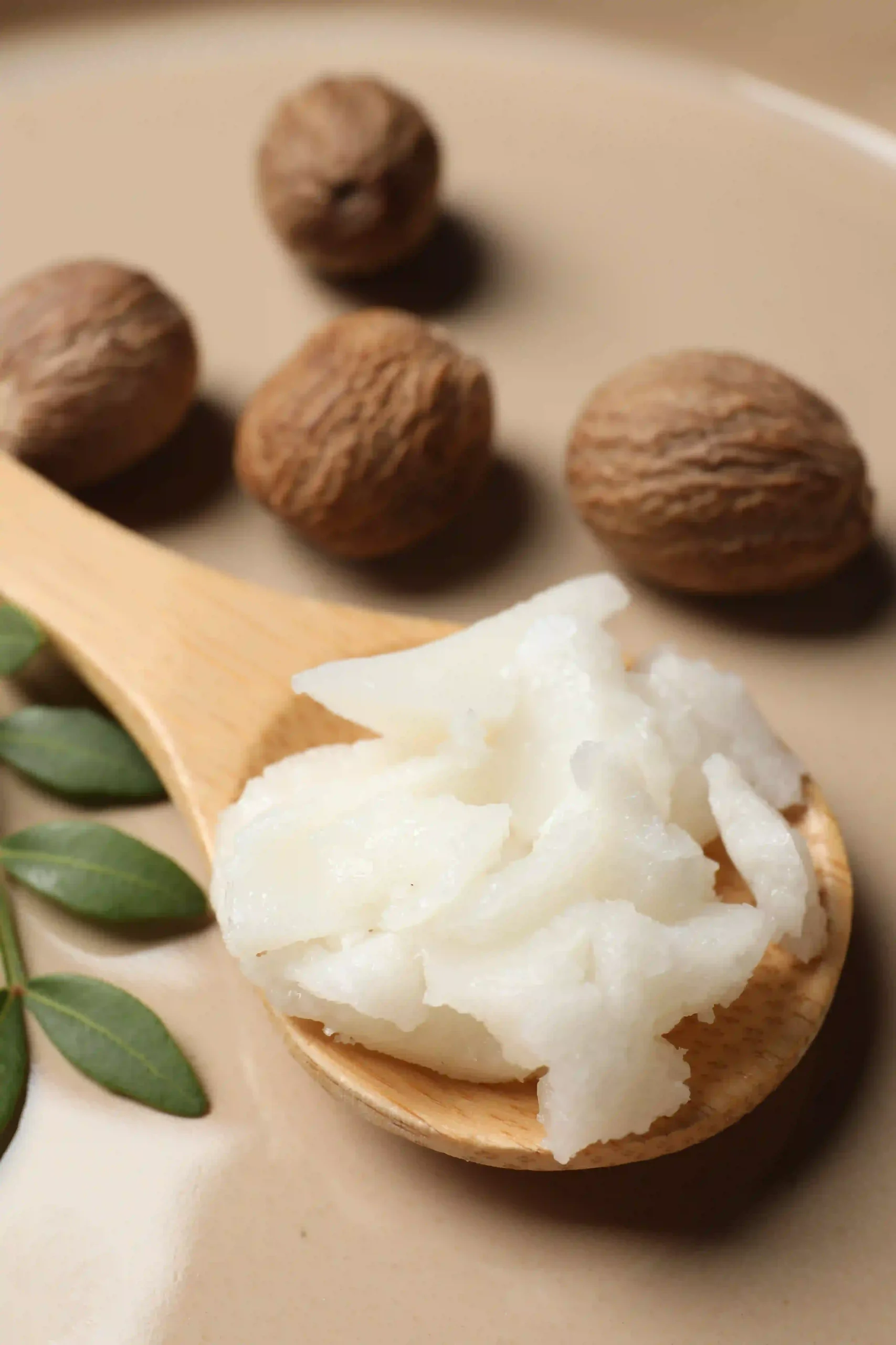 A wooden spoon holding white raw shea butter next to whole shea nuts and a green sprig.